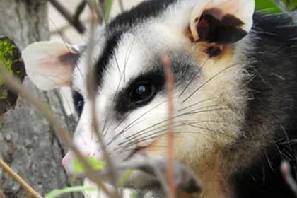 La ley de Texas prohíbe cazar zarigüeyas en propiedades ajenas