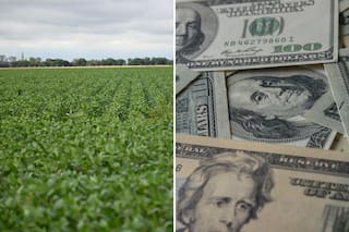 Los inversores extranjeros vuelven a preguntar para comprar campos en el país