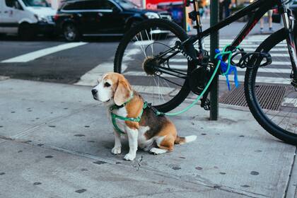 La ley indica una multa de US$250 para quienes dejen heces de perro en las calles en Nueva York