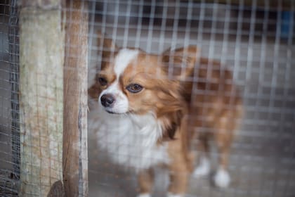 La ley que creó una base de datos con nombres de maltratadores de animales en Florida tiene una nueva actualización