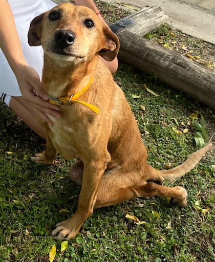 La ley reconoció a Alma no como una “cosa” o propiedad, sino como un ser sintiente con derechos propios que el Estado debe proteger.