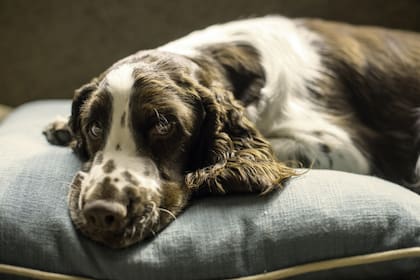 La ley SB 1217 exige a las aseguradoras que informen de forma clara si una póliza excluye enfermedades hereditarias, anomalías congénitas o condiciones crónicas en las mascotas