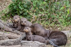 La liberación de esta especie es un hito en la conservación en Argentina (Foto: Rewilding Argentina)