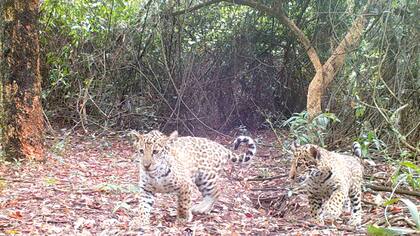 La liberación de estos tres ejemplares ocurre meses después de la suelta de Mariua -hermana de Juruna- y sus cachorros, Karai y Porã. Gentileza: Fundación Rewilding Argentina