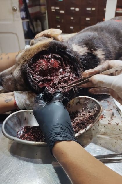 "La limpieza de las larvas fue eterna".