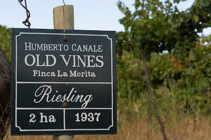 La línea Old Vineyard Riesling representa los vinos más preciados de la bodega