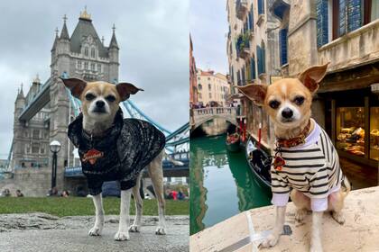 La lista de vuelos de Jonathan junto a su dueña supera los 25 países, incluidas 10 visitas a París (Canva)