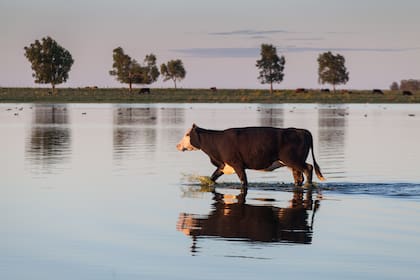 La llanura pampeana es próspera.