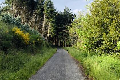 La llegada al nuevo hogar.