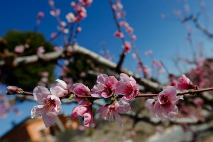 La llegada de las flores en primavera inspira a poetas y escritores, que dejaron numerosas frases sobre la estación (Foto: Edu Botella - Europa Press)