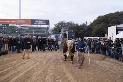 La llegada de los primeros animales a la Exposición Rural de Palermo