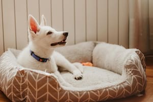 Protegé a tu perro: camas antivirus para un entorno seguro