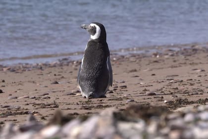 La llegada del primer pingüino a la isla Tova en la temporada 2024