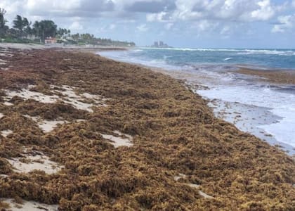 La llegada del sargazo podría superar este año el máximo histórico