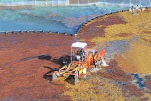 La llegada masiva de sargazo al Caribe Mexicano puso en alerta a las autoridades