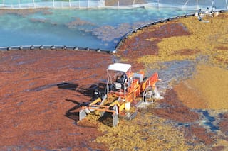 Alerta roja en el Caribe mexicano por la llegada masiva de sargazo que podría marcar un récord histórico