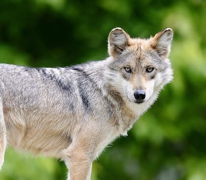 La loba F2979, capturada y equipada con un collar GPS este verano, formaba parte de un esfuerzo de conservación en el Área de Población Experimental del Lobo Mexicano (Imagen de Wolrd Animal News)
