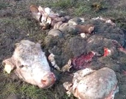 La logística incluso se adapta a las condiciones climáticas y de los caminos rurales: “Eligen lotes que quedan sobre la ruta para evitar encajarse en los caminos de tierra"