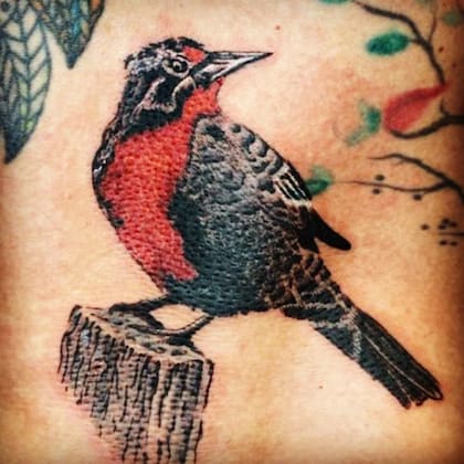 La loica, el tradicional pájaro chileno que eligió Valenzuela para otro de sus tatuajes