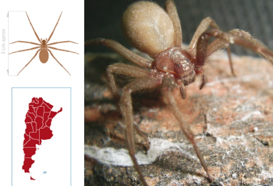La araña del rincón causó dos muertes en menos de 30 días - LA NACION