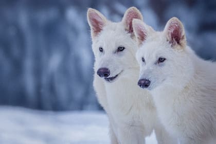 La Luna del Lobo toma su nombre por los aullidos de estos animales en enero (Archivo)