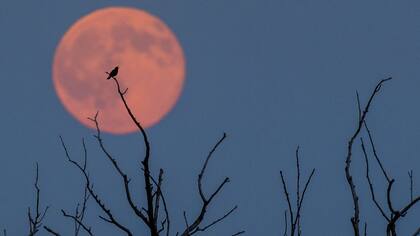 Los diversos rituales que se pueden hacer cuando hay luna llena