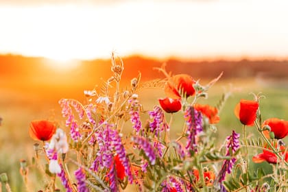 La Luna llena de octubre se conoce como "Luna de Cosecha"