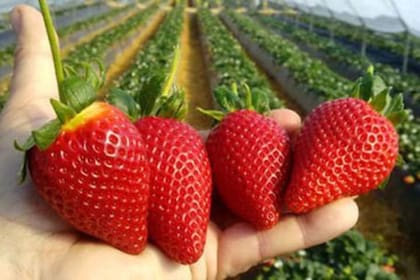La luna llena es llamada también "Luna de Fresas" debido a tradiciones ancestrales