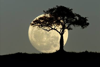  “La luna llena es un momento de máxima energía y dado que nosotros somos 70 por ciento agua, sucedería lo mismo con el ser humano que con las mareas”, dice Adela Comoretto, terapeuta holística