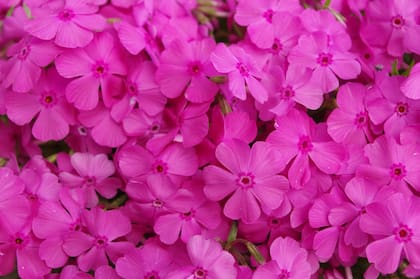 La Luna Rosa hace referencia a la aparición de flores silvestre llamadas phlox (Foto ilustrativa: Freepik)