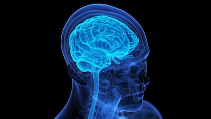 La luteolina puede ayudar a disminuir la presencia de lagunas mentales al reducir la inflamación en el cerebro, limitar el estrés oxidativo, inhibir la actividad de los virus y mermar el deterioro cognitivo