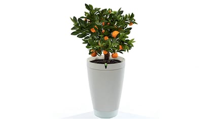 La maceta inteligente Parrot POT mantiene las mismas prestaciones que su antecesor Flower Power, pero se destaca por su sistema de riego y el tanque de 2,4 litros