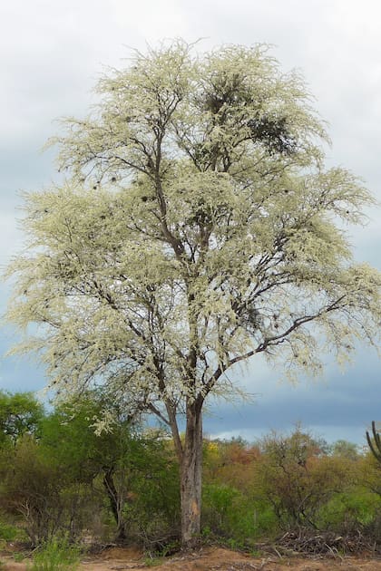 La madera de Palo Santo comienza a desarrollar los componentes que generan sus propiedades aromáticas luego de 3 a 5 años de la muerte del árbol