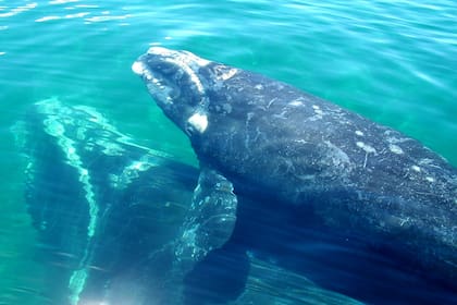 La madre de Serena, la ballena 13, fue una de las primeras ballenas francas foto identificadas en Peni´nsula Valde´s en 1971