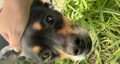 La madre se encontraba sola con su cría en la casa abandonada (Foto: The Dodo)