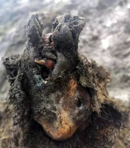 La madre todavía tenía todos sus dientes y tejidos blandos