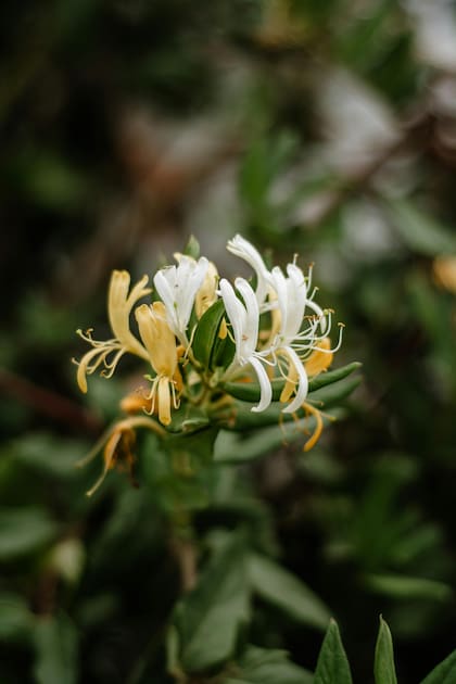 La madreselva se distingue por su fragante floración, que atrae mariposas y colibríes