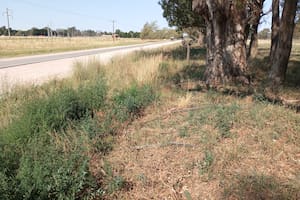 Le cortaron el alambrado de un campo donde había más de 100 vacas y denunció un acto intencional