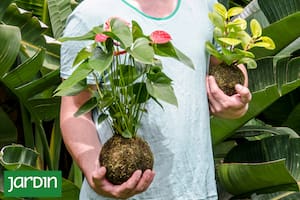 La magia de los kokedamas