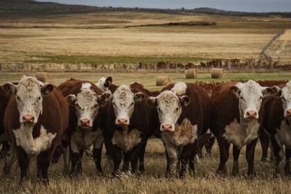 La magistrada señaló que el reconocimiento internacional de la Patagonia como zona libre de fiebre aftosa sin vacunación constituye "un activo estratégico"