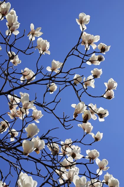 La magnolia es una gran alternativa de árbol con sombra que no genera daños al sueño