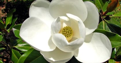 La magnolia fue descartada para ocupar el puesto de flor nacional porque no es autóctona