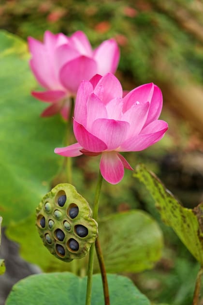 La makhana proviene de las semillas de la flor de loto, una planta acuática originaria de Asia