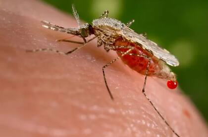 La malaria es endémica y causa alrededor de 600.000 muertes al año