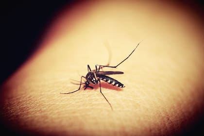La malaria o paludismo se transmite entre los seres humanos a través de mosquitos hembras del género Anopheles