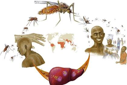 La malaria está presente en todas las regiones, pero África es la más afectada y de una manera desproporcionada