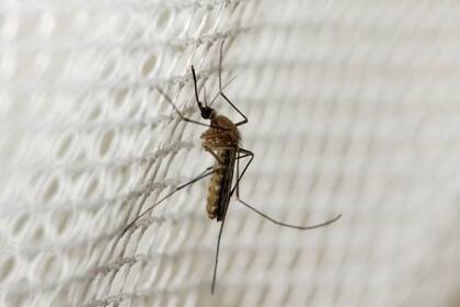 En 2017, aproximadamente la mitad de las personas con riesgo de contraer malaria en África estaban protegidas por una red tratada con insecticida, según la OMS