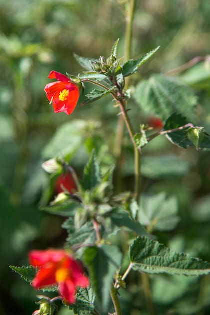 La malva misionera demuestra que belleza y biodiversidad pueden ir de la mano