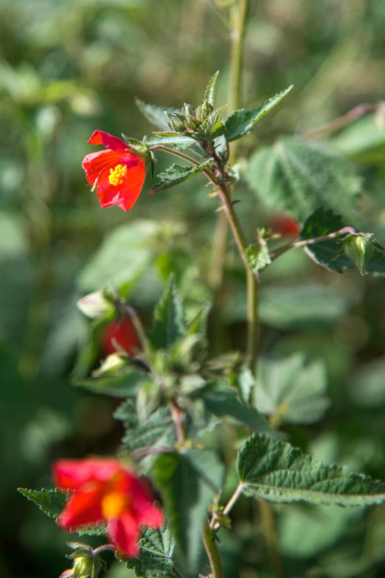 Pavonia misionera: la planta nativa que llena jardines