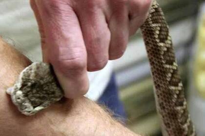La mamba negra es una de las serpientes más mortíferas
